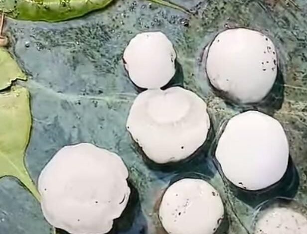 Pithoragarh Hailstorm: Hailstorm Turns into a Calamity in Pithoragarh; 200-Gram Hailstones Wreak Havoc!
