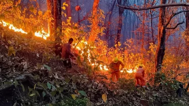 Uttarakhand Forest Fire Control: Government takes strict stance on preventing forest fires in Uttarakhand; CM Dhami sets a one-hour response time!