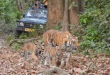 Corbett Tiger Reserve: In Corbett, the 'Mother' emerges as the greatest force in tiger conservation, training her cubs—from the art of hunting to becoming the King of the Jungle.