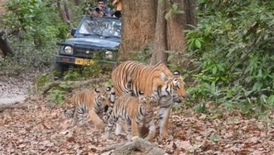 Corbett Tiger Reserve: In Corbett, the 'Mother' emerges as the greatest force in tiger conservation, training her cubs—from the art of hunting to becoming the King of the Jungle.