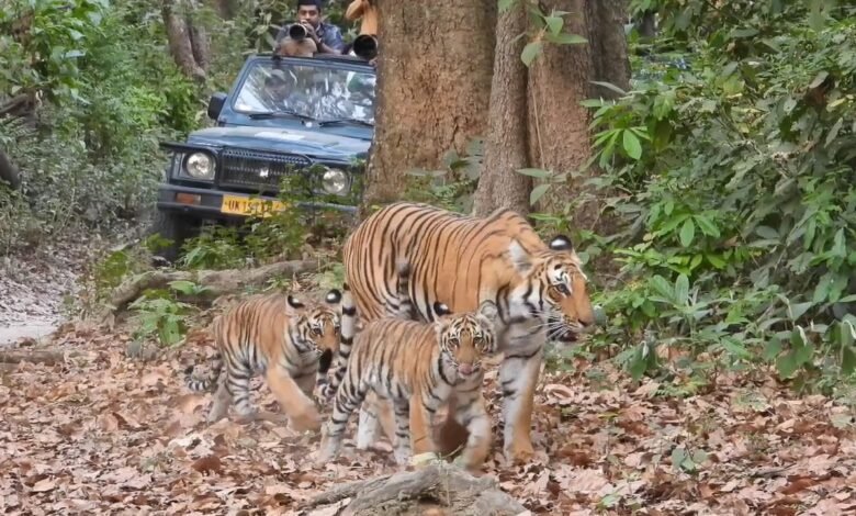 Corbett Tiger Reserve: In Corbett, the 'Mother' emerges as the greatest force in tiger conservation, training her cubs—from the art of hunting to becoming the King of the Jungle.
