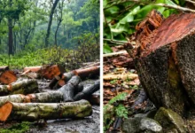 Rishikesh Four-Lane Project: Trees will not be felled for the four-lane road; CM Dhami has halted the move... How will the project proceed now?