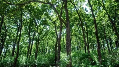 Uttarakhand NH Projects: 19 National Highway projects across 7 districts stalled; delay in forest clearance proves to be a major hurdle!