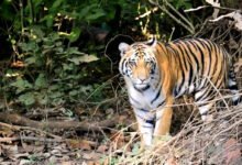 Uttarakhand Human-Wildlife Conflict: Shrinking forests and increasing face-to-face encounters 2,046 cases of big cat attacks in Uttarakhand.