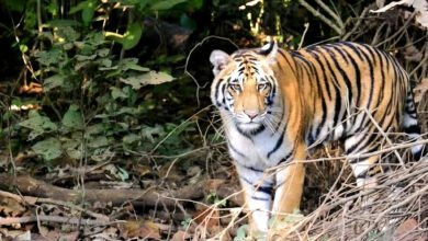 Uttarakhand Human-Wildlife Conflict: Shrinking forests and increasing face-to-face encounters 2,046 cases of big cat attacks in Uttarakhand.