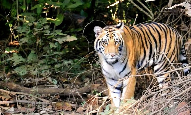 Uttarakhand Human-Wildlife Conflict: Shrinking forests and increasing face-to-face encounters 2,046 cases of big cat attacks in Uttarakhand.