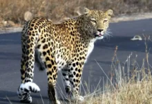 Kanwar Yatra Safety: Increased risk on the Haridwar-Moradabad Kanwar route, high alert due to leopard activity, special advisory issued for pilgrims.
