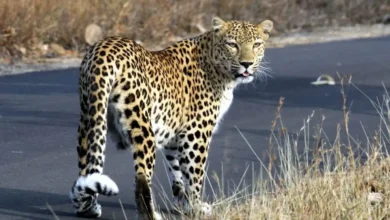 Kanwar Yatra Safety: Increased risk on the Haridwar-Moradabad Kanwar route, high alert due to leopard activity, special advisory issued for pilgrims.