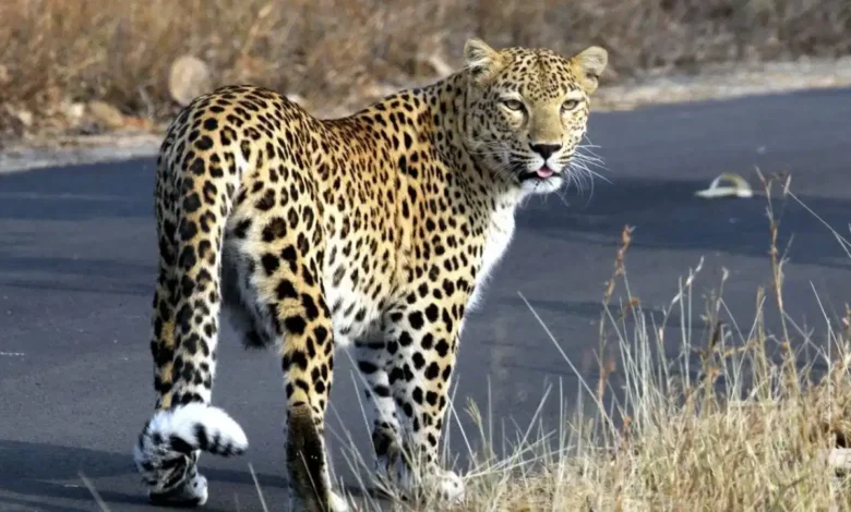 Kanwar Yatra Safety: Increased risk on the Haridwar-Moradabad Kanwar route, high alert due to leopard activity, special advisory issued for pilgrims.