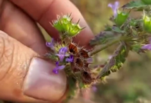 Himalayan Herbs and medicinal plant cultivation in Uttarakhand