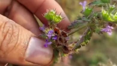 Himalayan Herbs and medicinal plant cultivation in Uttarakhand