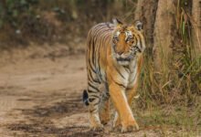 Corbett Tiger Reserve: There will be a comprehensive review of the management of Corbett Tiger Reserve, the expert team will suggest measures to improve the conservation system.