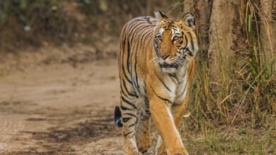 Corbett Tiger Reserve: There will be a comprehensive review of the management of Corbett Tiger Reserve, the expert team will suggest measures to improve the conservation system.